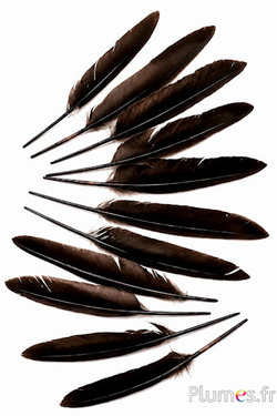 Gans - 12-18 cm - koffie
